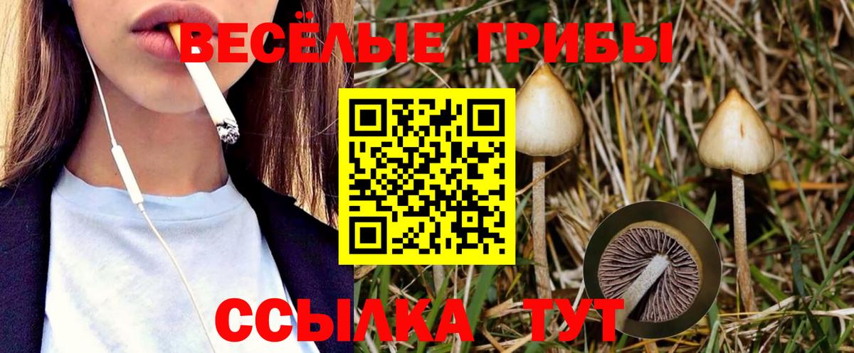 Псилоцибиновые грибы Cubensis  Вход с VPN  Псилоцибиновые грибы прущие грибы  Томск 